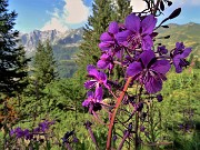 Laghi di Porcile, Passo di Tartano, Cima-Passo di Lemma ad anello (16lu22) - FOTOGALLERY